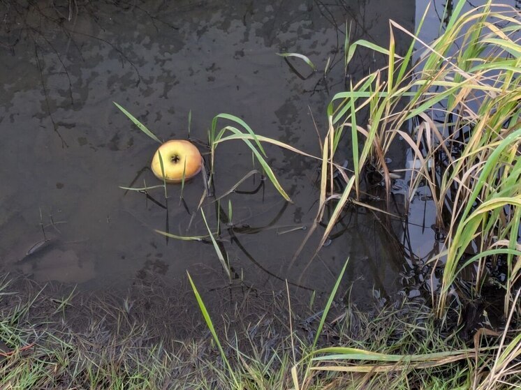  Воронеж промокнет под дождем 21 ноября