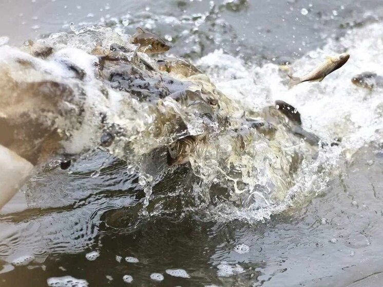 В воронежский Дон выпустили более 240 тысяч «санитаров»