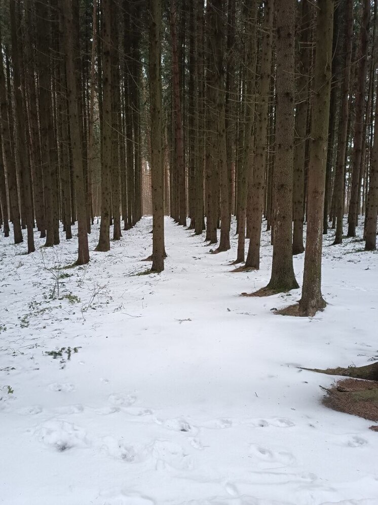 В Тутаевском округе передумали  выпиливать бор «Сосенки»