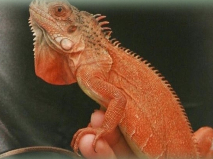 Красную игуану отправили из Калининграда в Москву
