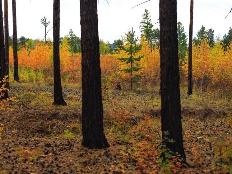 Осипов рассказал о подготовке к пожароопасному сезону 2026 года в Забайкалье