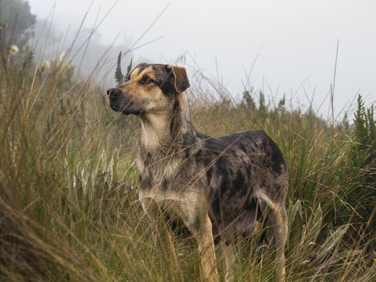 Депутат из Красноярска предложил отправлять на СВО бездомных собак