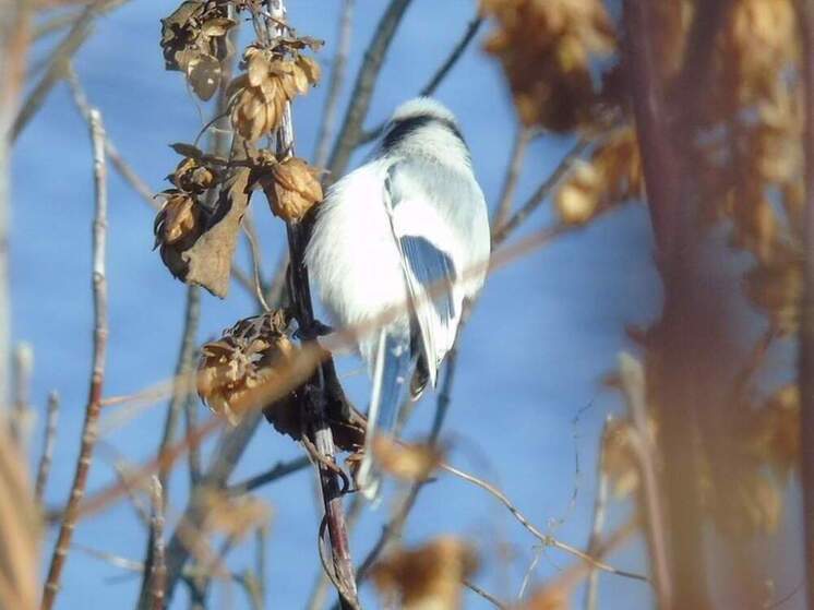 В Курской области сфотографировали редкую белую лазоревку