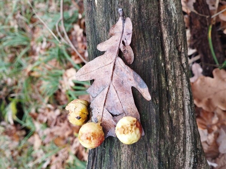 В выходные дни в Воронежской области воздух прогреется до 15 градусов