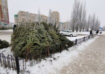 В Омской области стартовал сезон продажи живых новогодних деревьев