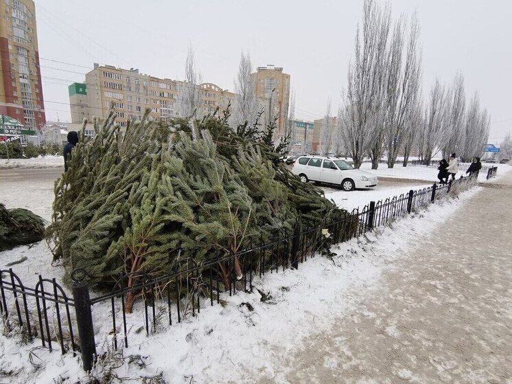 В Омской области стартовал сезон продажи живых новогодних деревьев