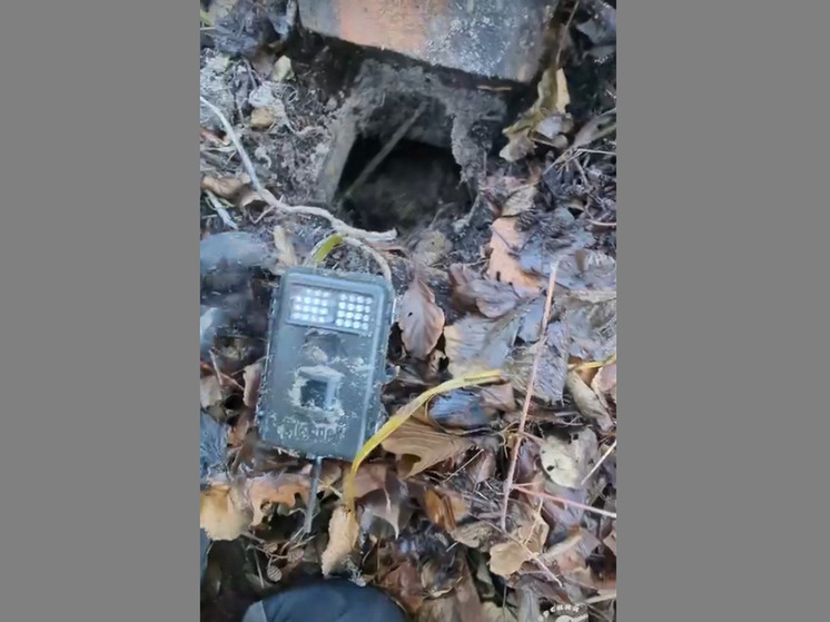 Бобры и ондатры закапывают фотоловушки в воронежском Хоперском заповеднике