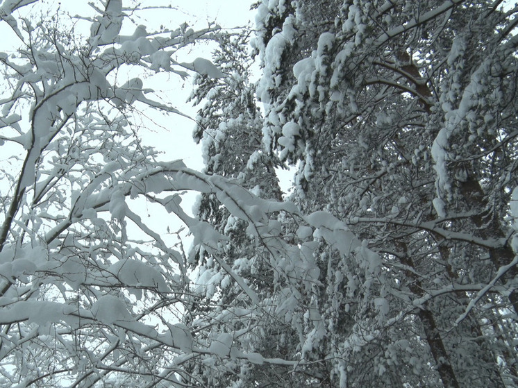 Мокрый снег и температура воздуха около 0 ждут ленинградцев 21 ноября