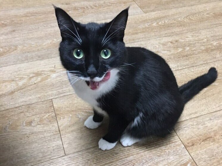 Лестница для кота появилась на фасаде воронежской многоэтажки