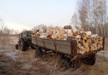 Сотрудники полиции Курганской области задержали в Сафакулевском округе двух местных жителей 54 и 63 лет, которые рубили березы