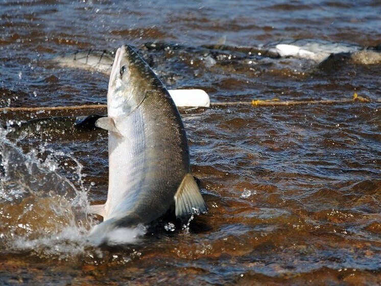 Свыше 65 тонн незаконно добытых морепродуктов изъяли на Колыме с начала 2025 года