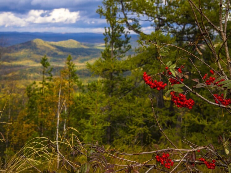Пенсионерка с Южного Урала отправилась за ягодами и заплутала