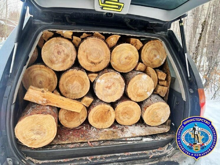Житель Тынды попытался скрыться от инспекторов после незаконной рубки леса