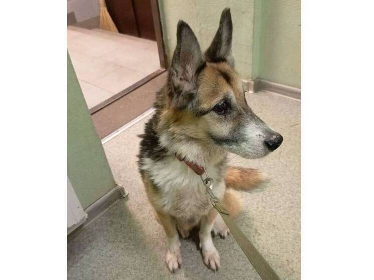 Семь камней размером с теннисный шар извлекли хирурги в Вологде из мочевого пузыря собаки