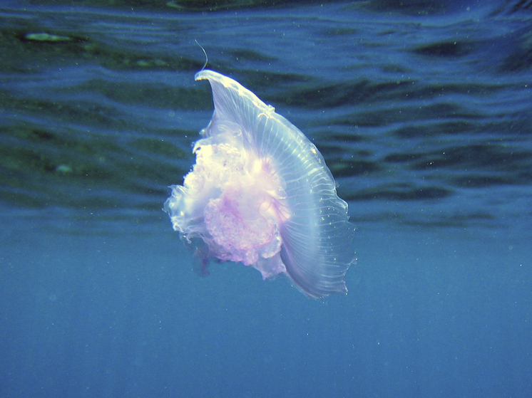 Россиянку еле откачали после встречи с медузой в ОАЭ