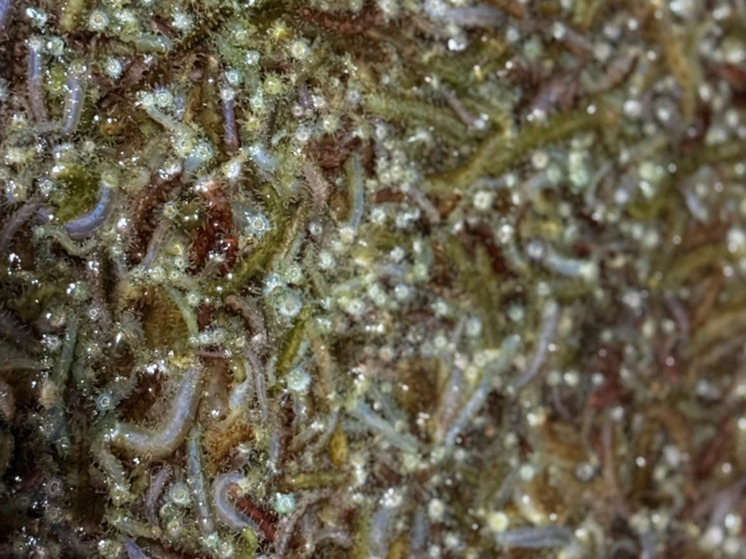 В залив Анива выпустили более 700 тысяч мальков ценного моллюска