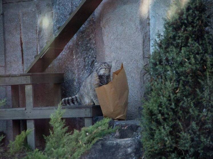 В Бурятии объявлен сбор средств для диких котов манулов