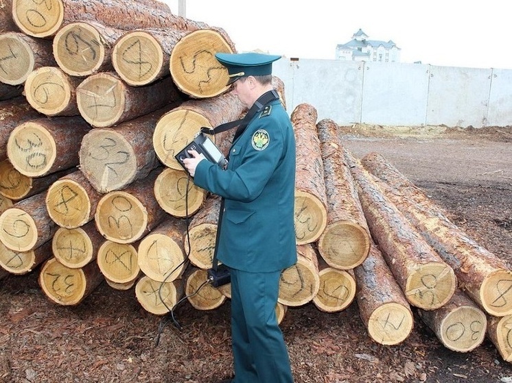 Во Владимирской области возбуждено уголовное дело о контрабанде леса на 4,6 млн рублей