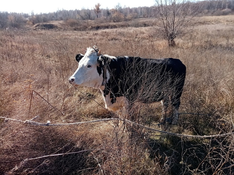 В Омской области зафиксирован лейкоз скота: установлены ограничения
