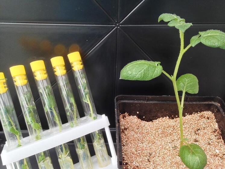 Агроклассники Тюменской области познакомились с производством на агрофирме «КРиММ»