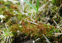 На территории Кенозерского национального парка и национального парка «Онежское Поморье» выявлены пять новых видов мхов