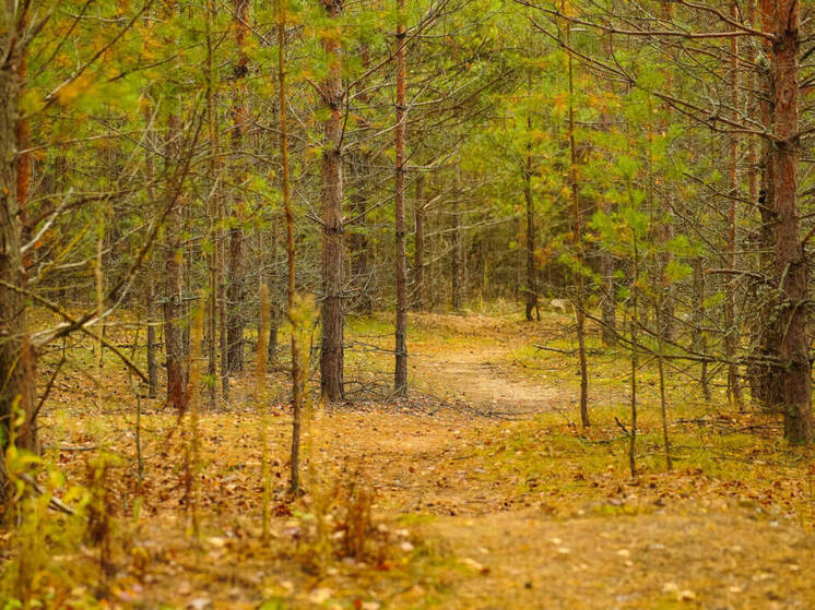 Площади под восстановление лесов в Татарстане помогли выявить данные спутника