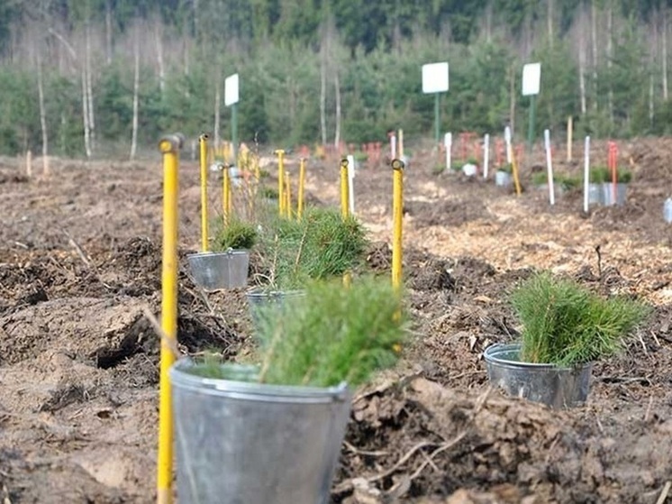 Власти Краснолиманского округа планируют восстановить леса после стабилизации обстановки