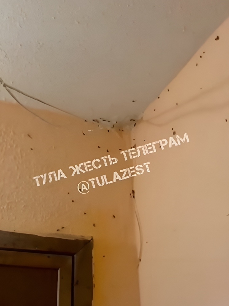 Тараканы захватили подъезд жилого дома на улице Пузакова в Туле