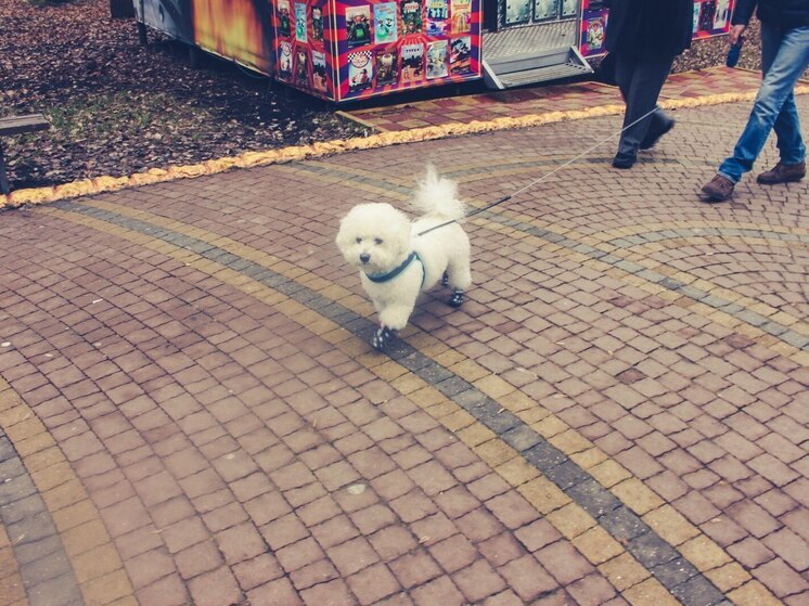 Новые правила выгула собак начали действовать в Петербурге