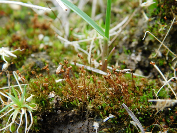 На территории Кенозерского национального парка и национального парка «Онежское Поморье» выявлены пять новых видов мхов
