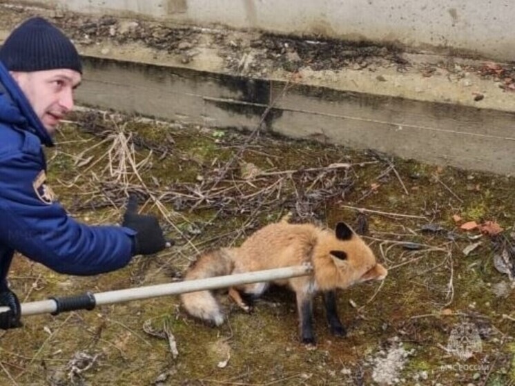 В Орловском округе лиса провалилась в котлован строящегося дома