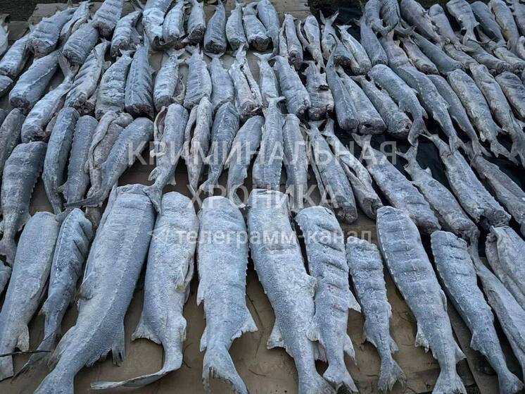 В Дагестане изъяли более тонны незаконно добытой рыбы