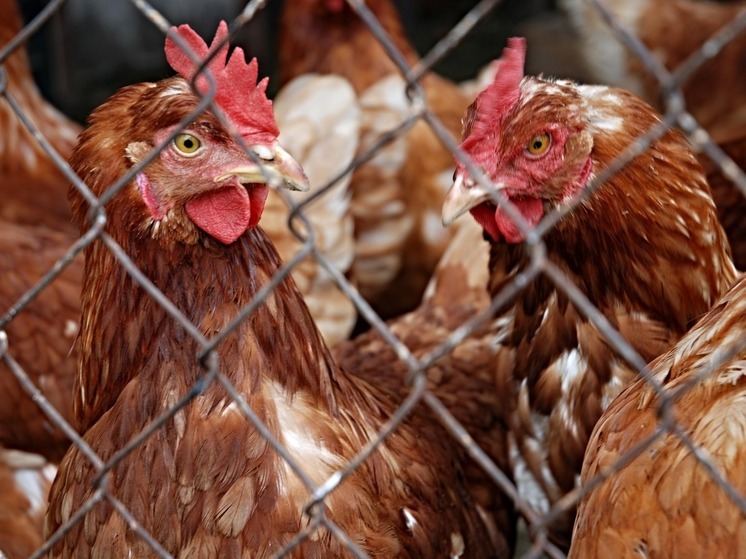 Нижегородский производитель станет экспортёром мяса кур