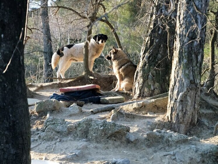 В Симферополе ребенок получил компенсацию за укус собаки