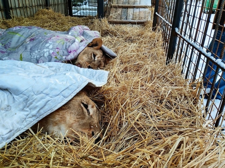 Четырех львят в центре «Велес» переселили в достроенный вольер
