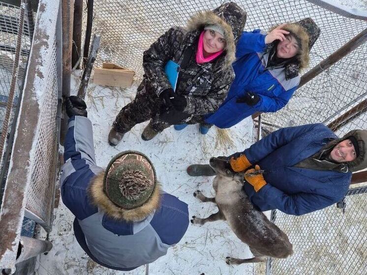 Ученые Ямала создали формулу для улучшения качества ямальской оленины