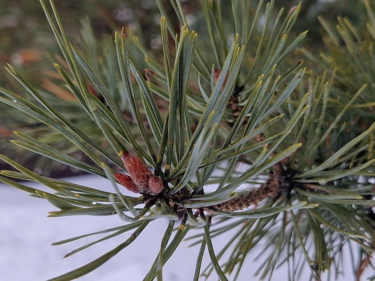 Рязанская область выполнила план проекта «Сохранение лесов» на 100,3%