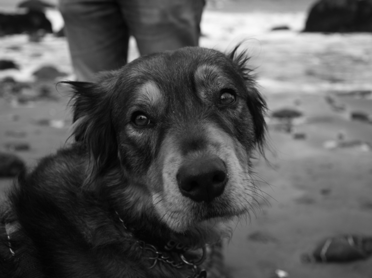 В Воронеже прохожий спас школьницу от нападения бродячей собаки