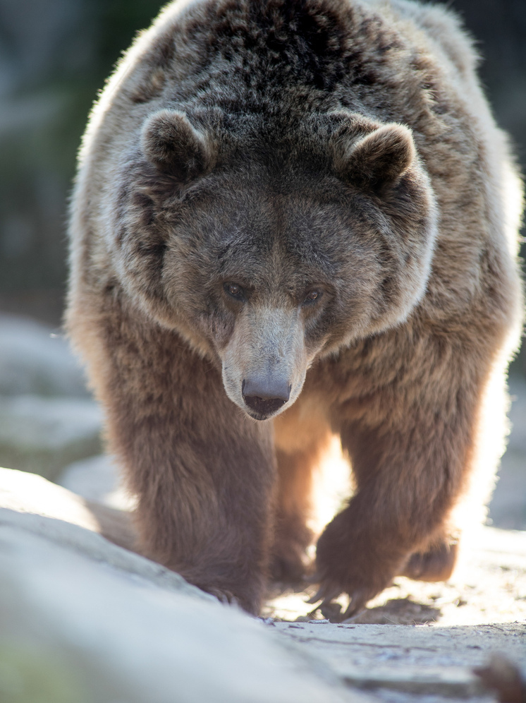 В Канаде гризли ранил 11 школьников: двое в критическом состоянии