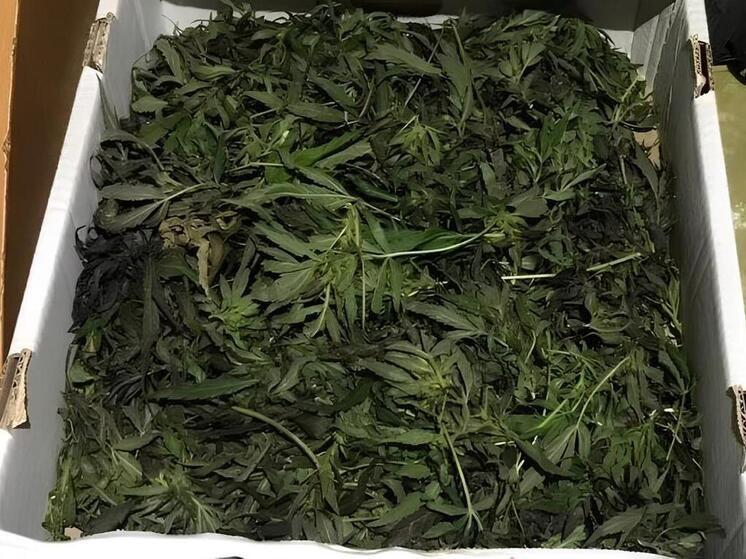 В Адыгее жителю грозит колония по подозрению в выращивании 5 кустов конопли