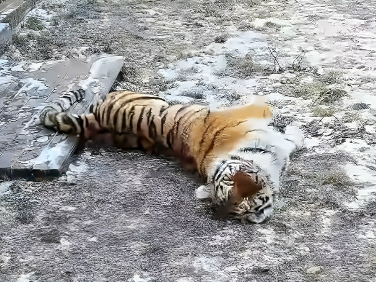 Тигрица из хакасского зоопарка превратилась в игривого котенка на снежном одеяле