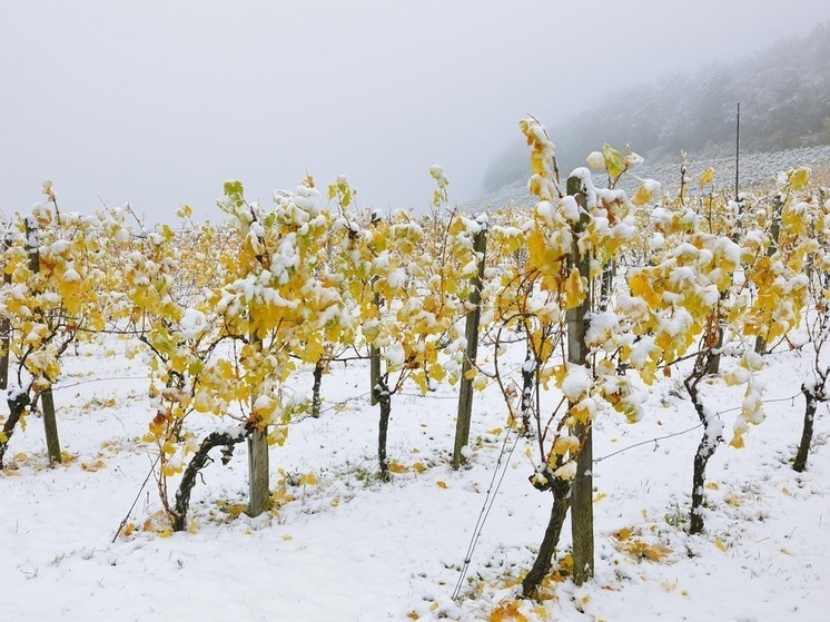 Эксперт Лучкин: аномально теплая осень на Кубани может повлиять на будущий урожай