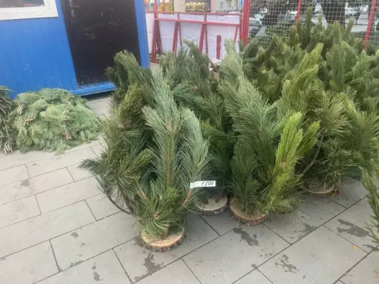 Первые партии новогодних деревьев отправили в Ростовскую область из шести регионов страны