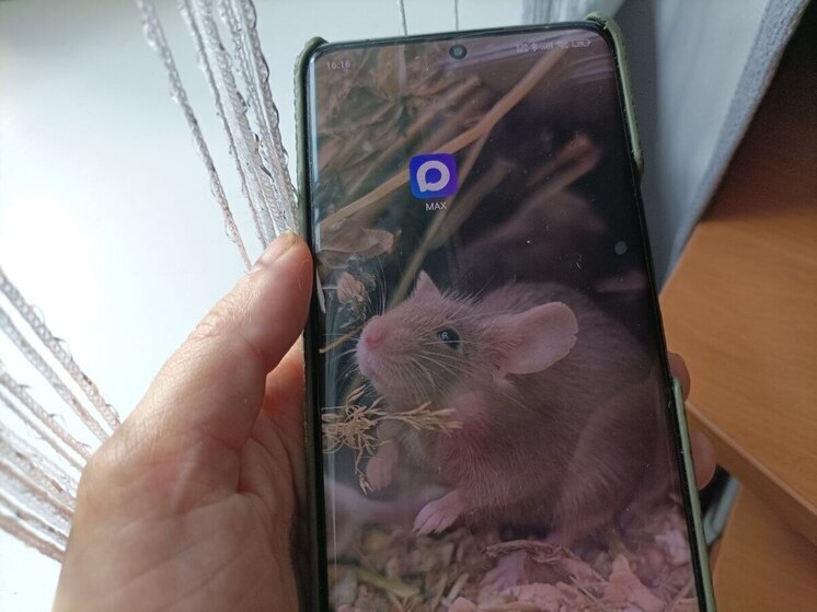 Вологжане успели оценить удобство цифрового ID в мессенджере МАХ