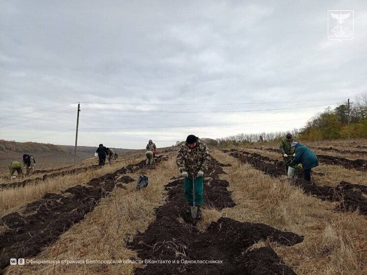 Саженцы рябин высадили в Алексеевском округе в рамках всероссийской акции
