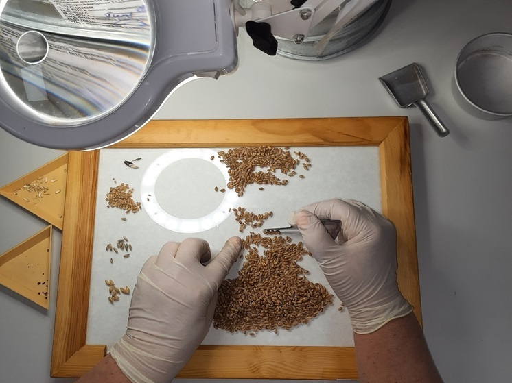 Пивоваренный ячмень из Тюменской области прошел фитосанитарный контроль для экспорта