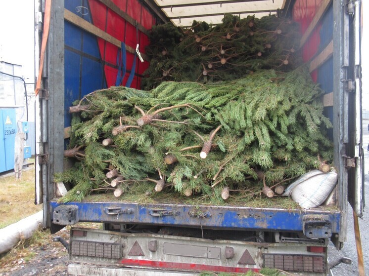 Тюменские таможенники пресекли незаконный вывоз более тысячи рождественских деревьев