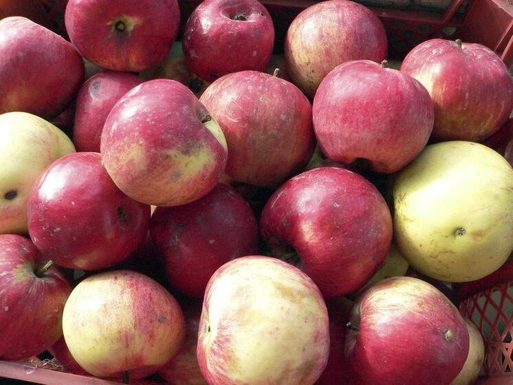 Правозащитники добиваются включения яблок в рацион заключенных