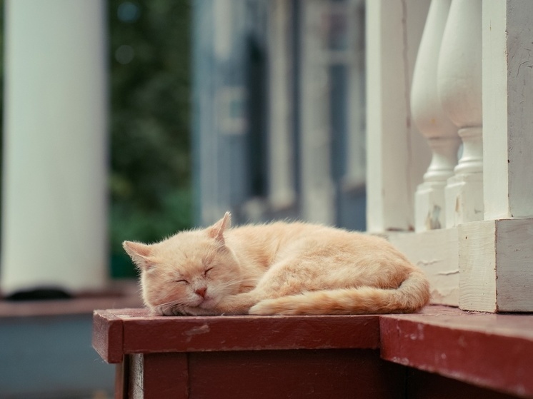 Врач объяснил тулякам, чем опасны для животных домашние ароматизаторы