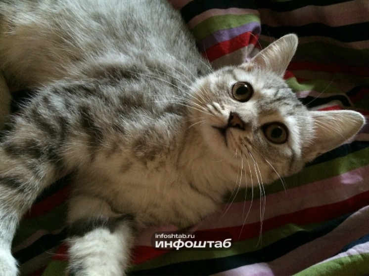 В Астрахани обнаружили зараженного бешенством кота